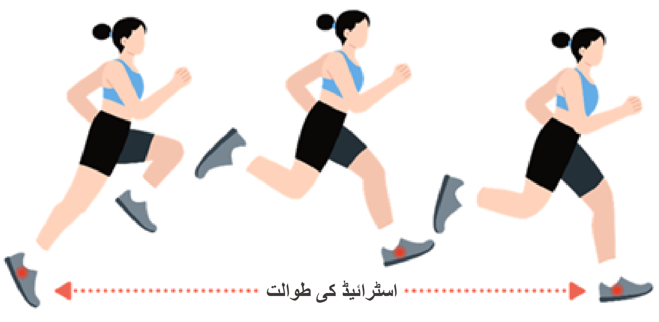 اسٹرائیڈ کی طوالت